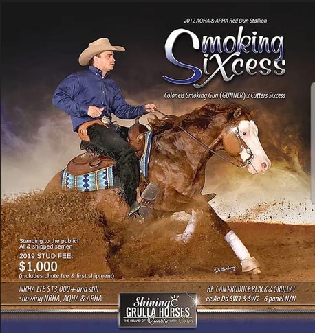 Smoking Sixcess - American Quarter Horse Stallion